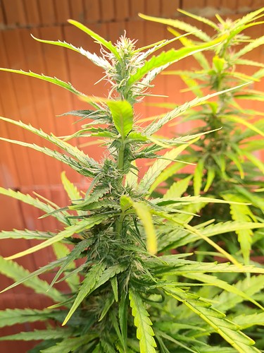 Growreport Bild 16