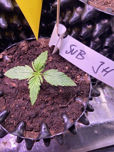 Growreport Bild 23