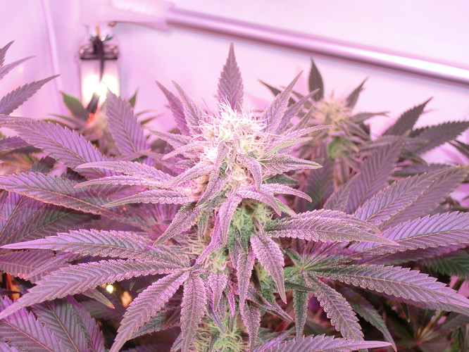 Growreport Bild 4