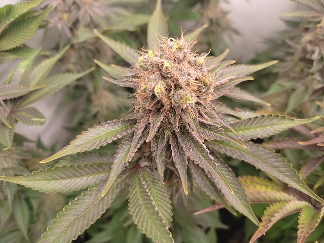 Growreport Bild 9