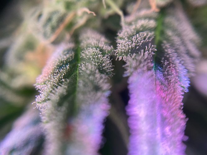 Growreport Bild 3