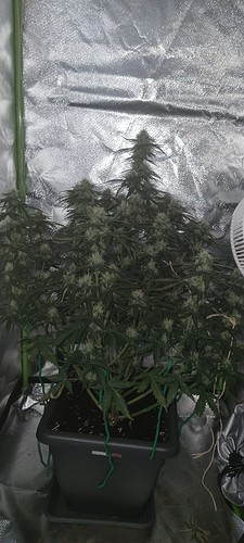 Growreport Bild 17