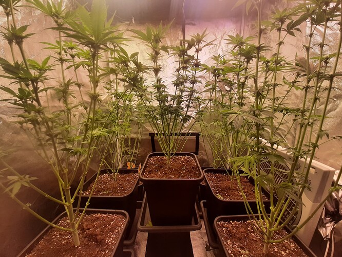 Growreport Bild 3