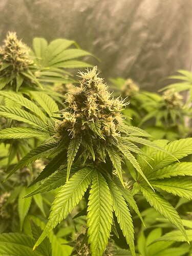 Growreport Bild 3