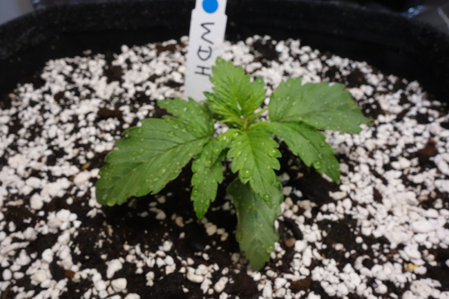 Growreport Bild 3