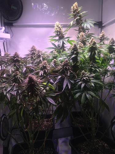 Growreport Bild 5