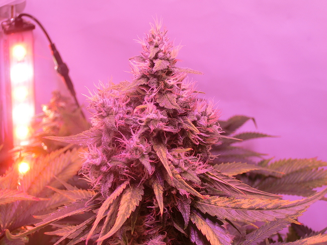 Growreport Bild 19