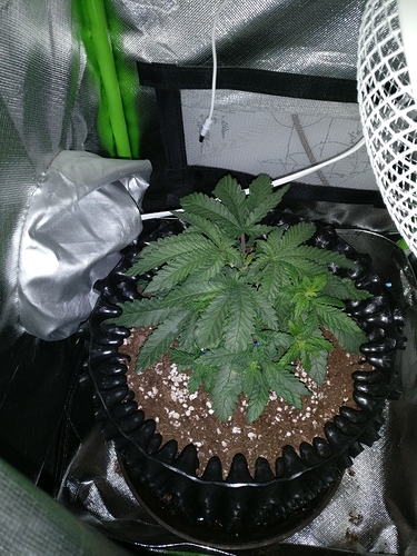 Growreport Bild 3