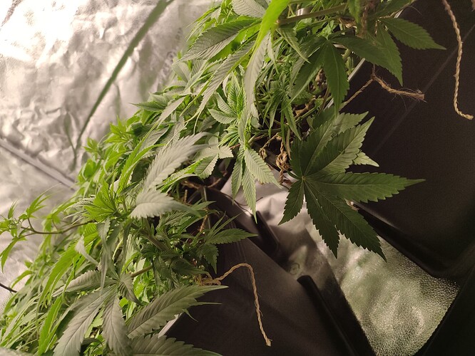 Growreport Bild 13