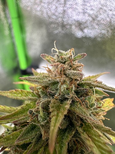 Growreport Bild 37