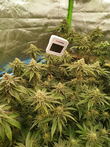 Growreport Bild 5