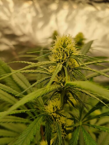 Growreport Bild 20