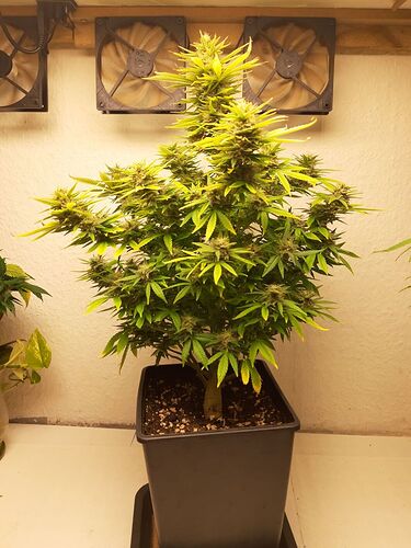 Growreport Bild 1