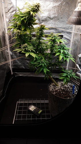 Growreport Bild 4