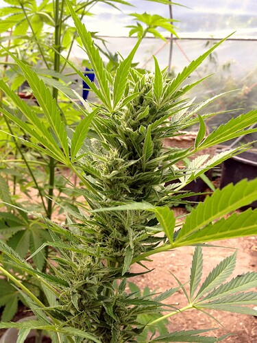 069_SturmwarnungPoly_04