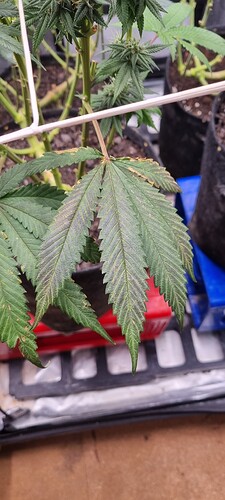 Growreport Bild 16