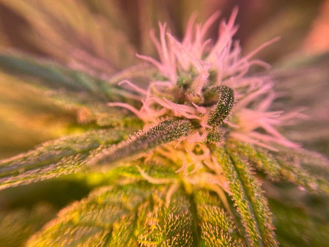 Growreport Bild 35