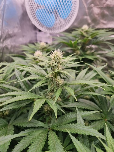 Growreport Bild 4