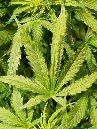 Growreport Bild 14