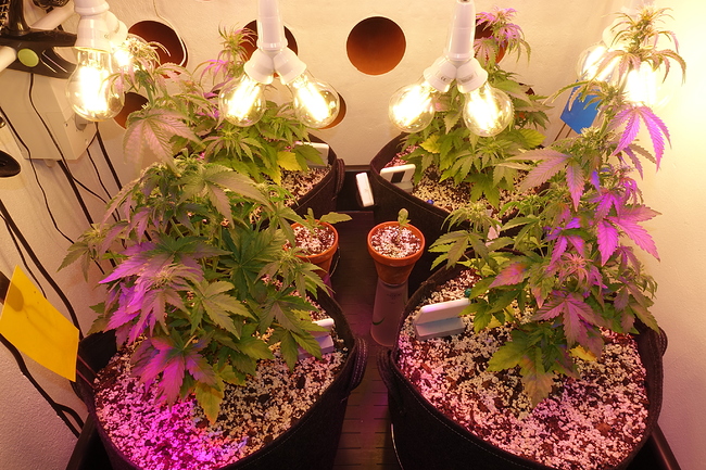 Growreport Bild 33