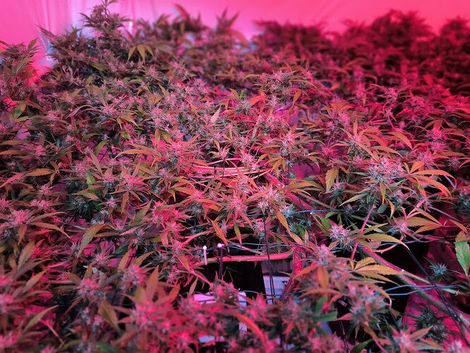 Growreport Bild 5