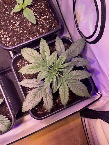 Growreport Bild 18
