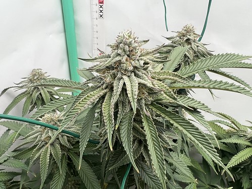 Growreport Bild 11