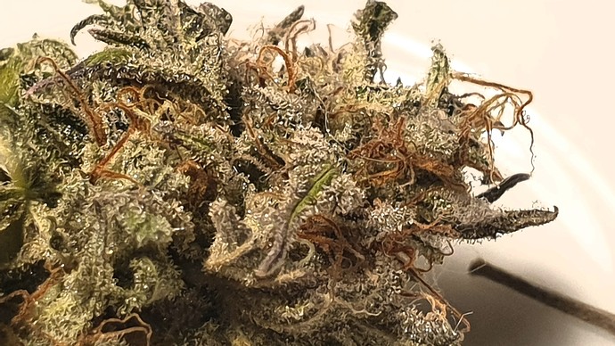 Growreport Bild 4