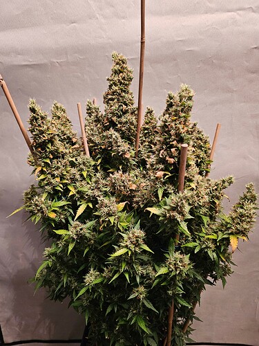 Growreport Bild 4