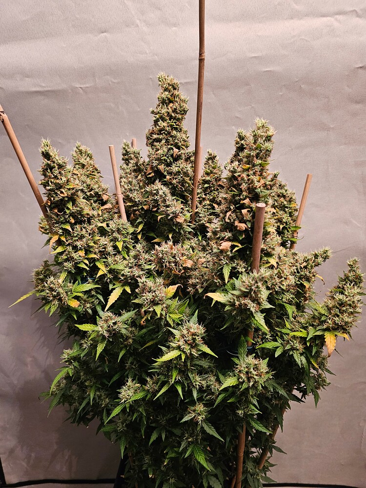 Kannabia Lemon Haze Auto by Citywok (max DLI Grow)