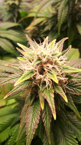 Growreport Bild 6
