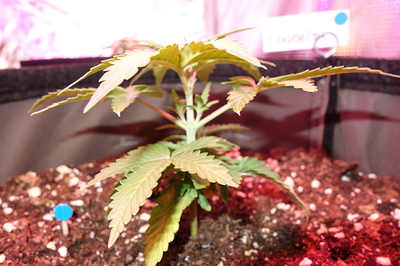 Ein junger Cannabissämling in einem Topf mit Erde, beleuchtet von einer Wachstumslampe.