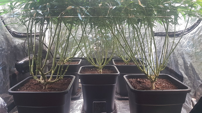 Growreport Bild 4