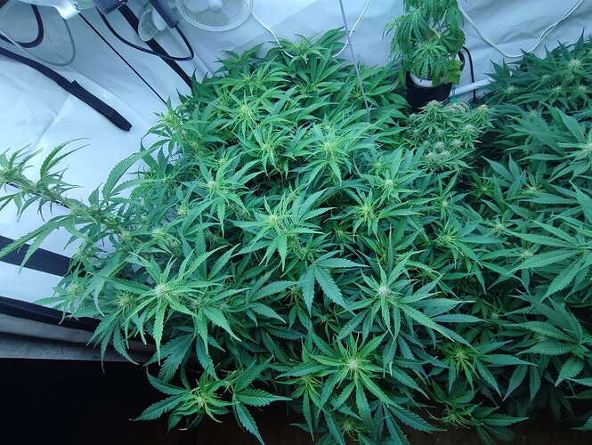 Growreport Bild 56