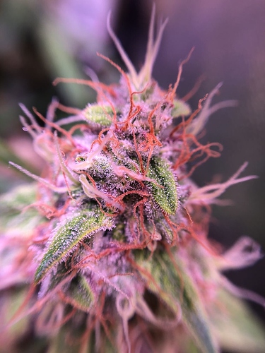 Growreport Bild 25
