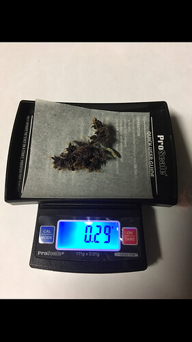 Growreport Bild 2