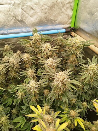Growreport Bild 2