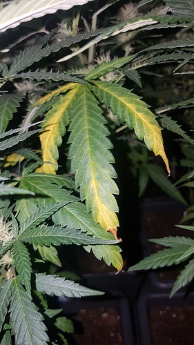 Growreport Bild 2