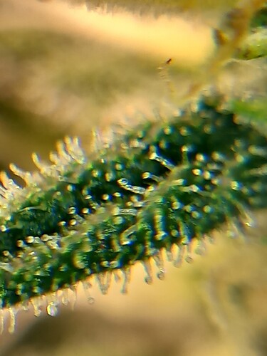 Growreport Bild 2