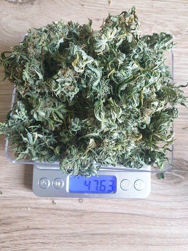 Growreport Bild 1