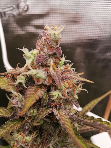 GG#3_240111-1