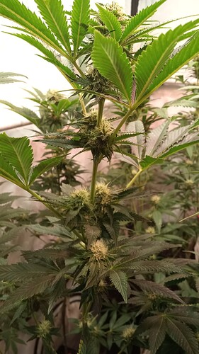Growreport Bild 9