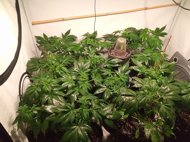 Growreport Bild 5