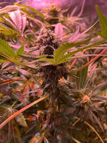 Growreport Bild 3