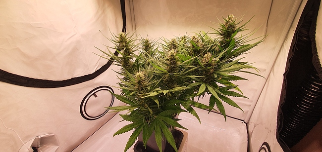 Growreport Bild 3