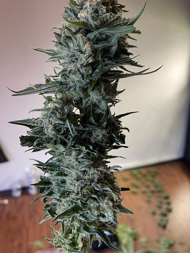 Growreport Bild 10