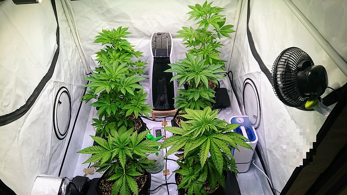 obscura1603387028107