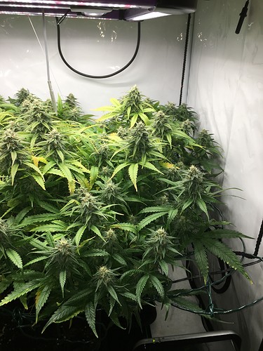 Growreport Bild 4
