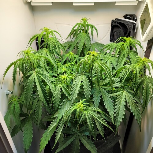 Growreport Bild 2