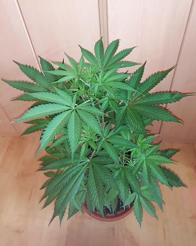 Growreport Bild 7
